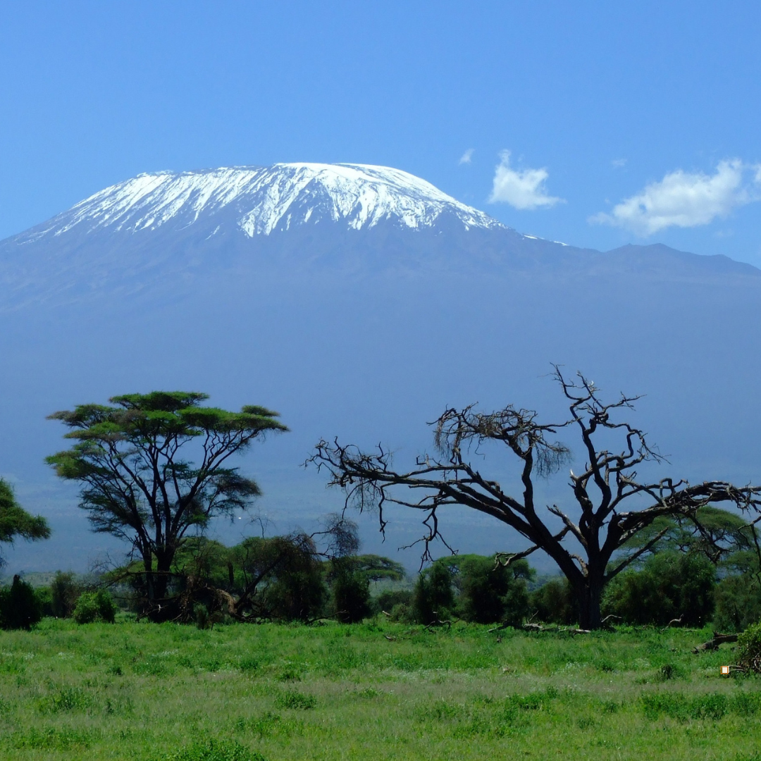https://frontiercoffeeroasters.com/cdn/shop/articles/ethiopian_yirgacheffe_coffee_grown_at_high_altitudes.png?v=1739992567