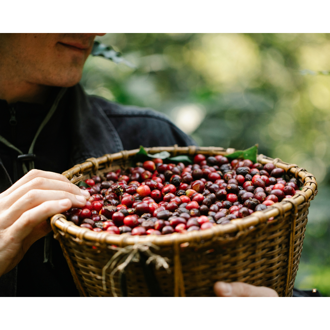 fresh picked tanzanian peaberry coffee cherries in a wicker basket