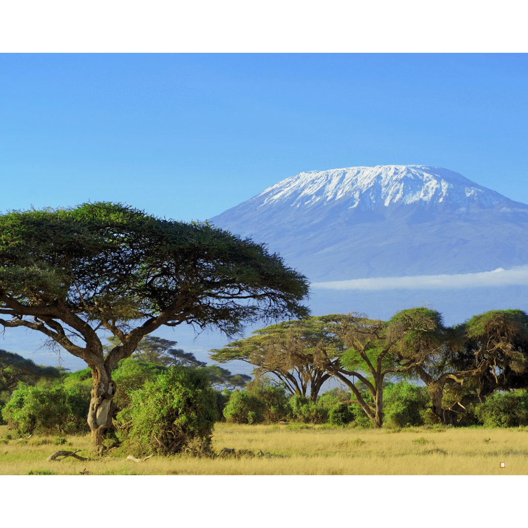 fresh roasted tanzanian peaberry coffee festaval at kilimanjaro