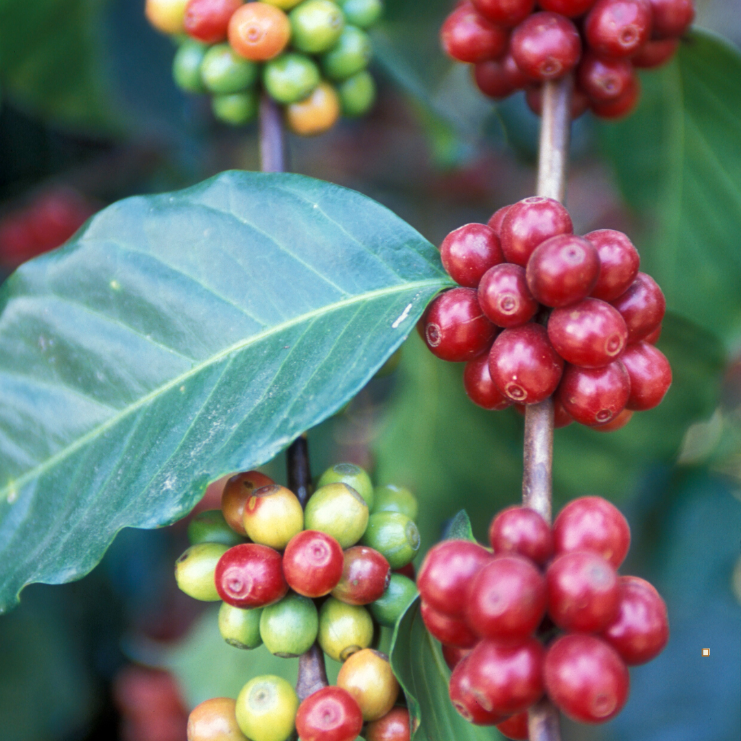 guatemala huehuetenango coffee cherries on the stem