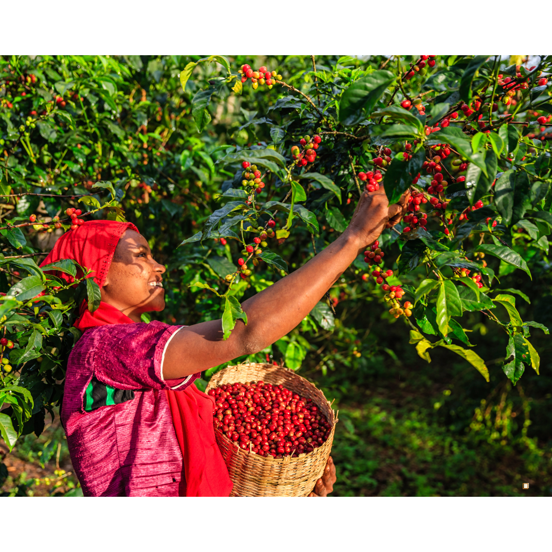 light roast coffee farmer