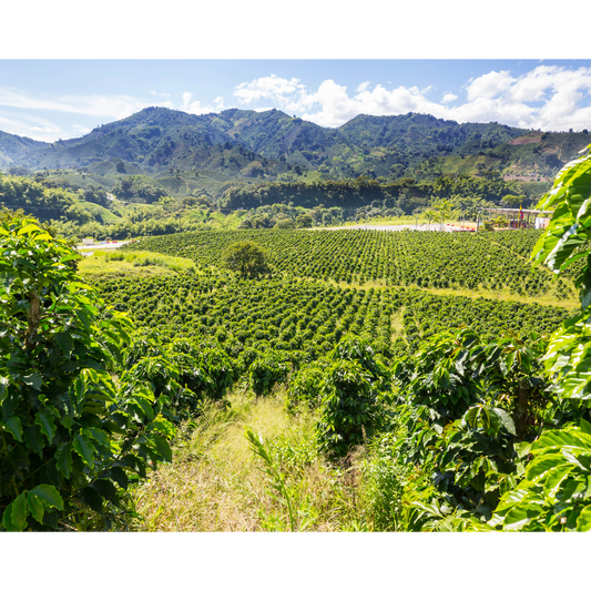 mountains of blue mountain jamaican coffee farm