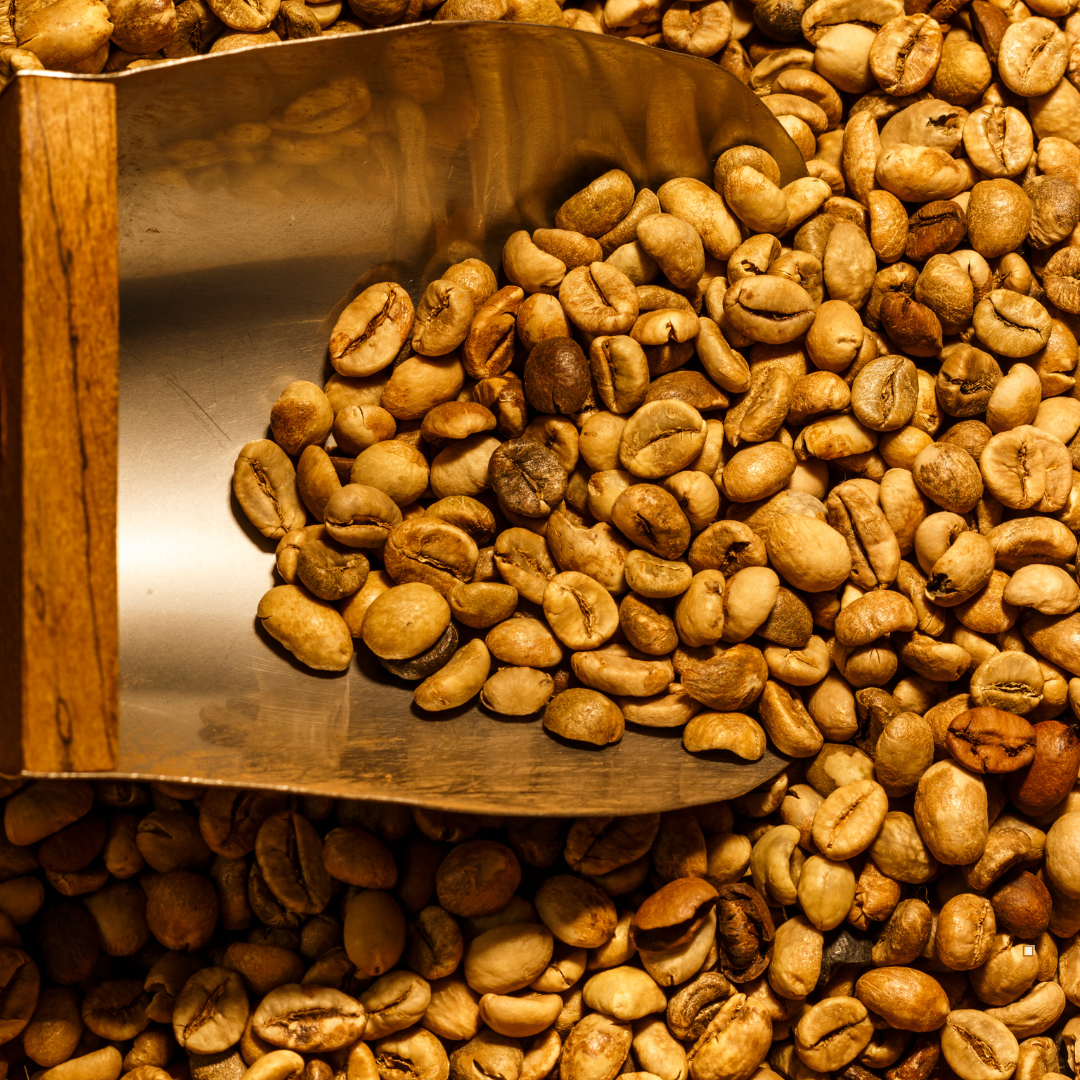 small batch light roast coffee beans in a wooden scoop