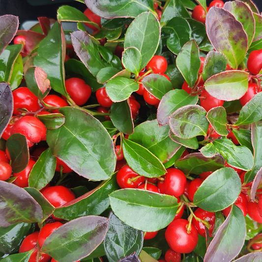 tanzanian peaberry coffee cherries on the plant