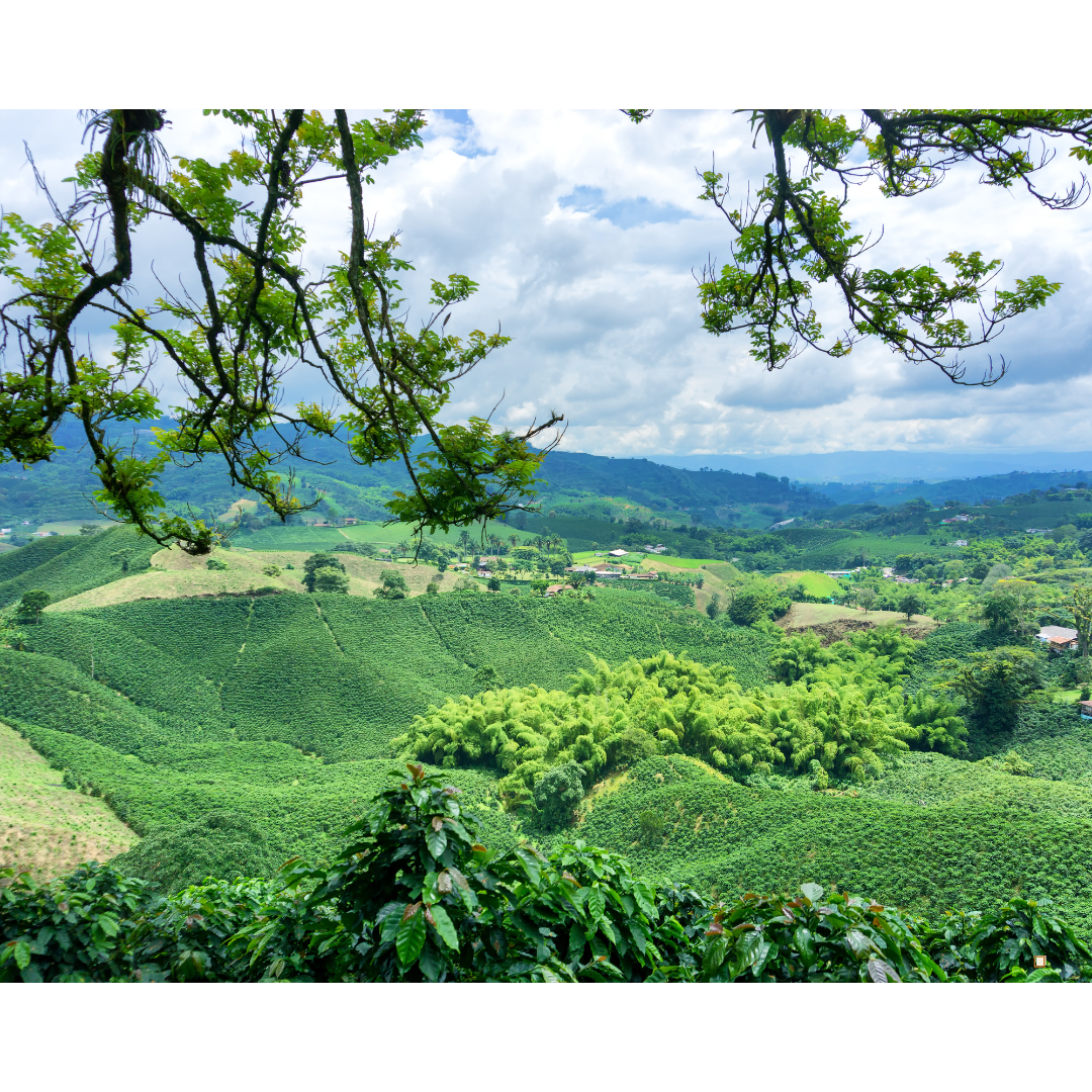 view of blue mountain jamaican coffee farm