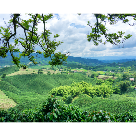 view of blue mountain jamaican coffee farm