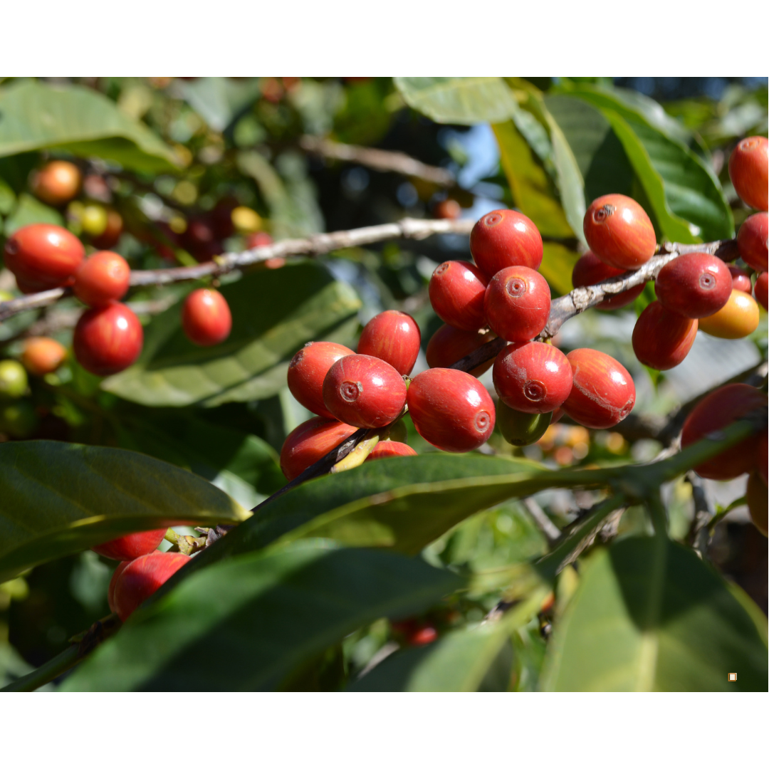  whole ethiopian yirgacheffe coffee cherries on the plant