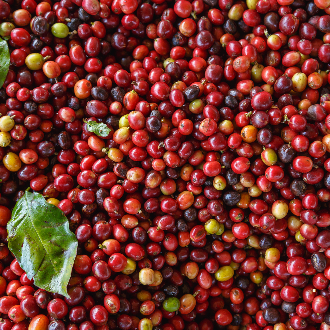 100% colombian coffee cherries