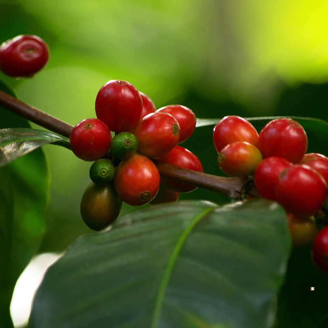 blue mountain jamaican coffee berries on the stem