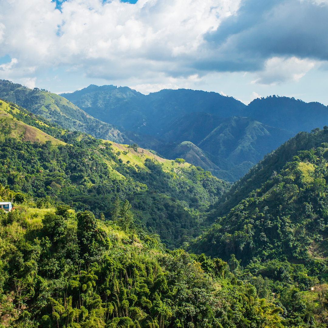 blue mountain jamaican coffee farm