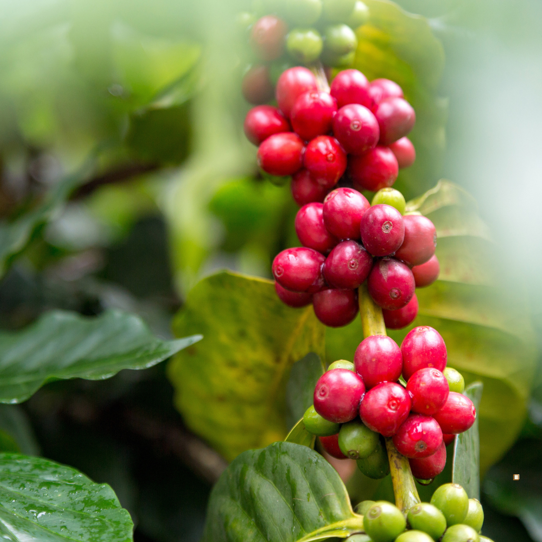 homesteader coffee bean cherries on the stem