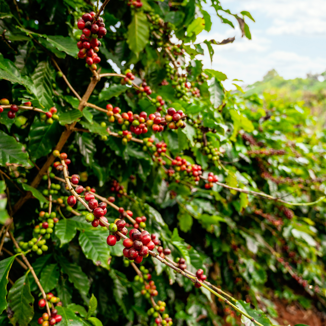 honduras coffee farm