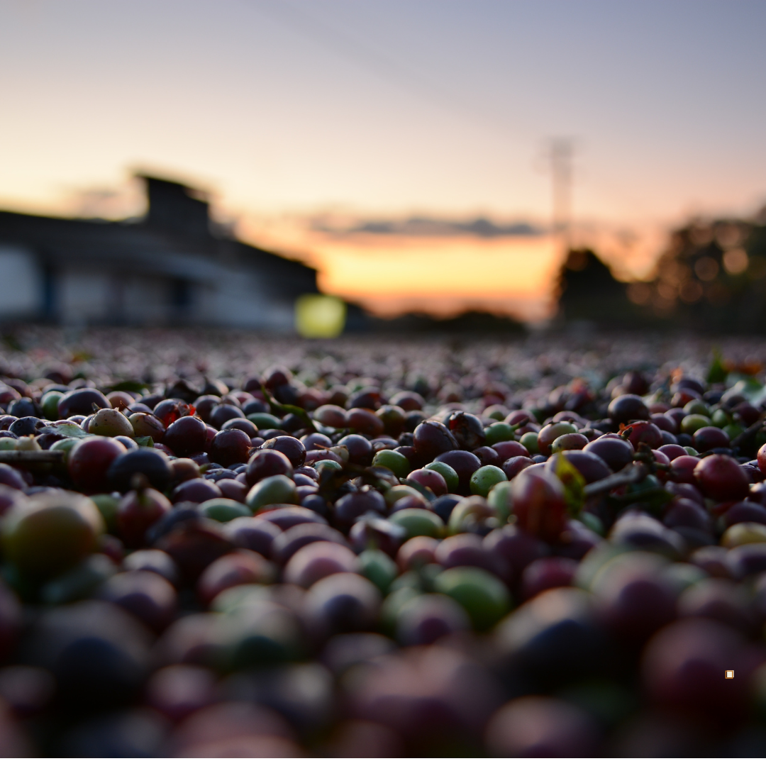 italian roast coffee beans still wrapped in cherry