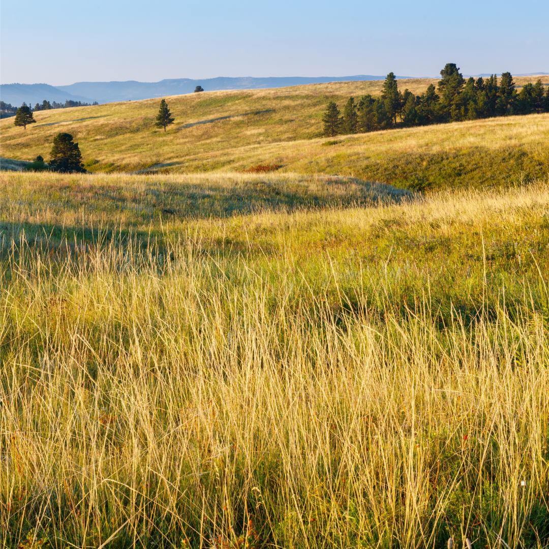 prairie for trail boss