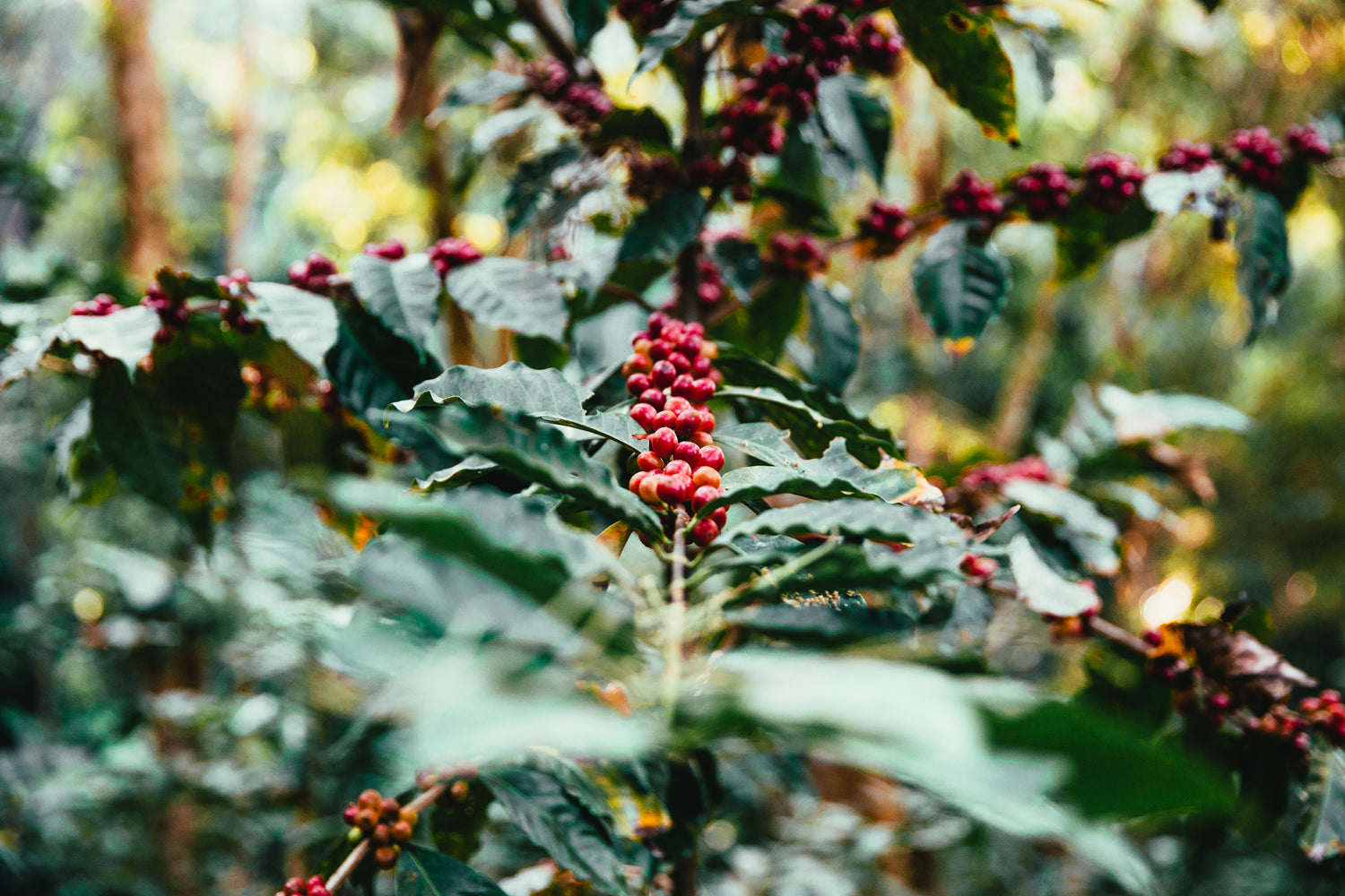 premium red berries small batch coffee plant