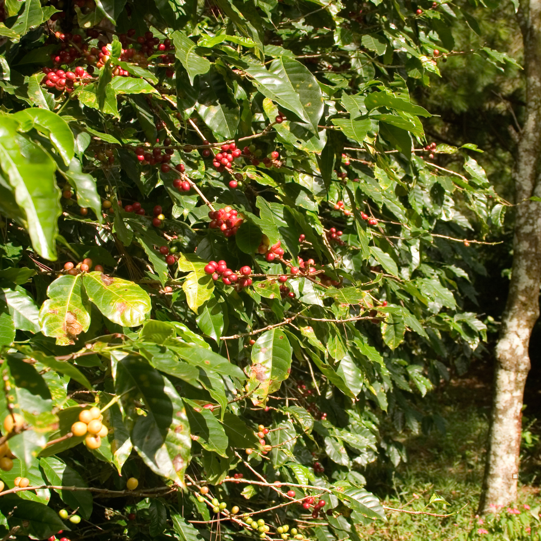 shade grown ethiopian yirgacheffe coffee