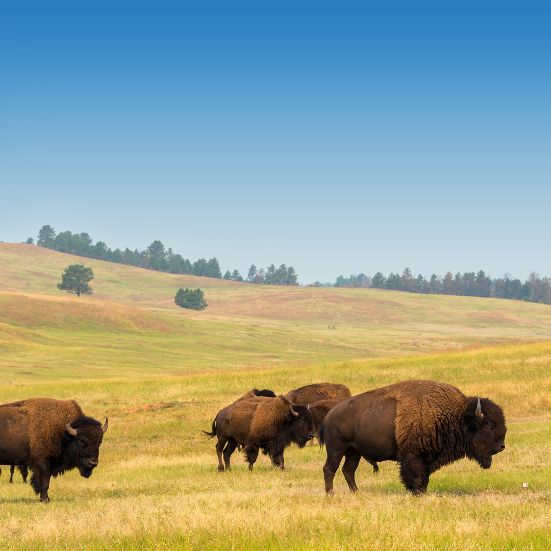 thundering herd of buffalo