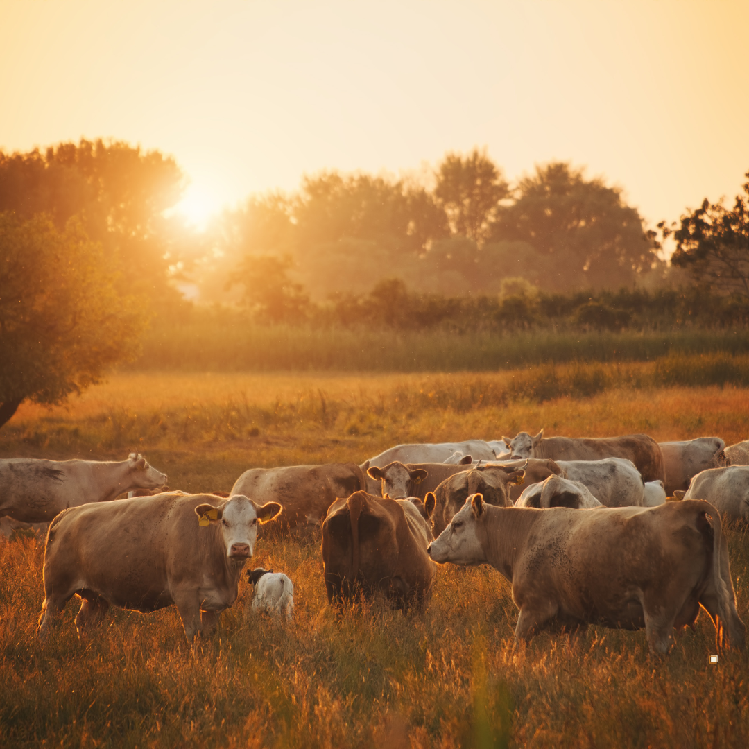 trail boss cattle herd